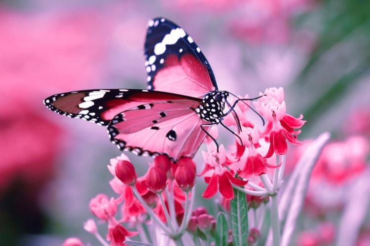 Aquarium et Jardins aux Papillons de Vannes | Bretagne.com